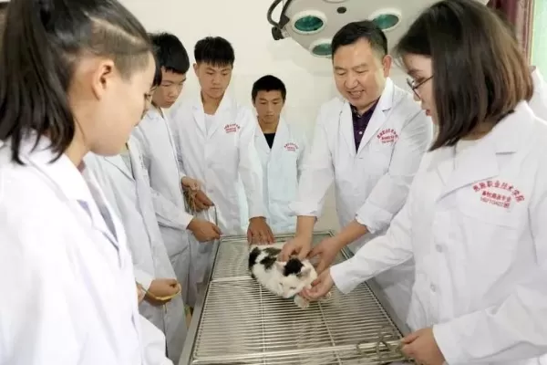 动物医学大专学校是什么？它如何培养实用型兽医人才？